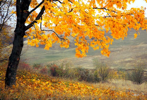 Foto stok gratis alam, bidang, daun kuning