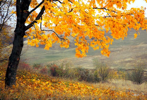 Yellow Leaf Tree in the Forest