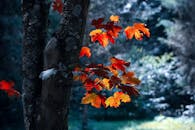 Tree With Maple Leaves