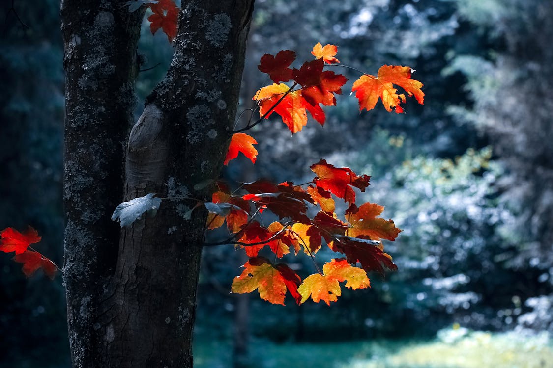 Tree With Maple Leaves