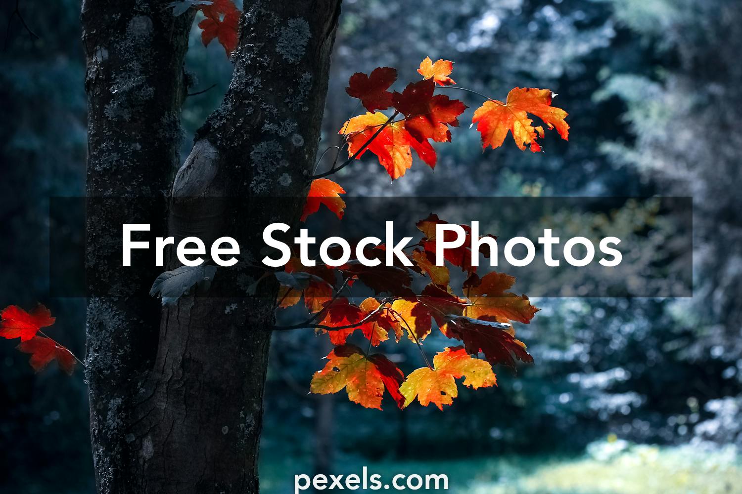 90 000 Best Windows 10 Wallpaper Photos 100 Free Download Pexels Stock Photos