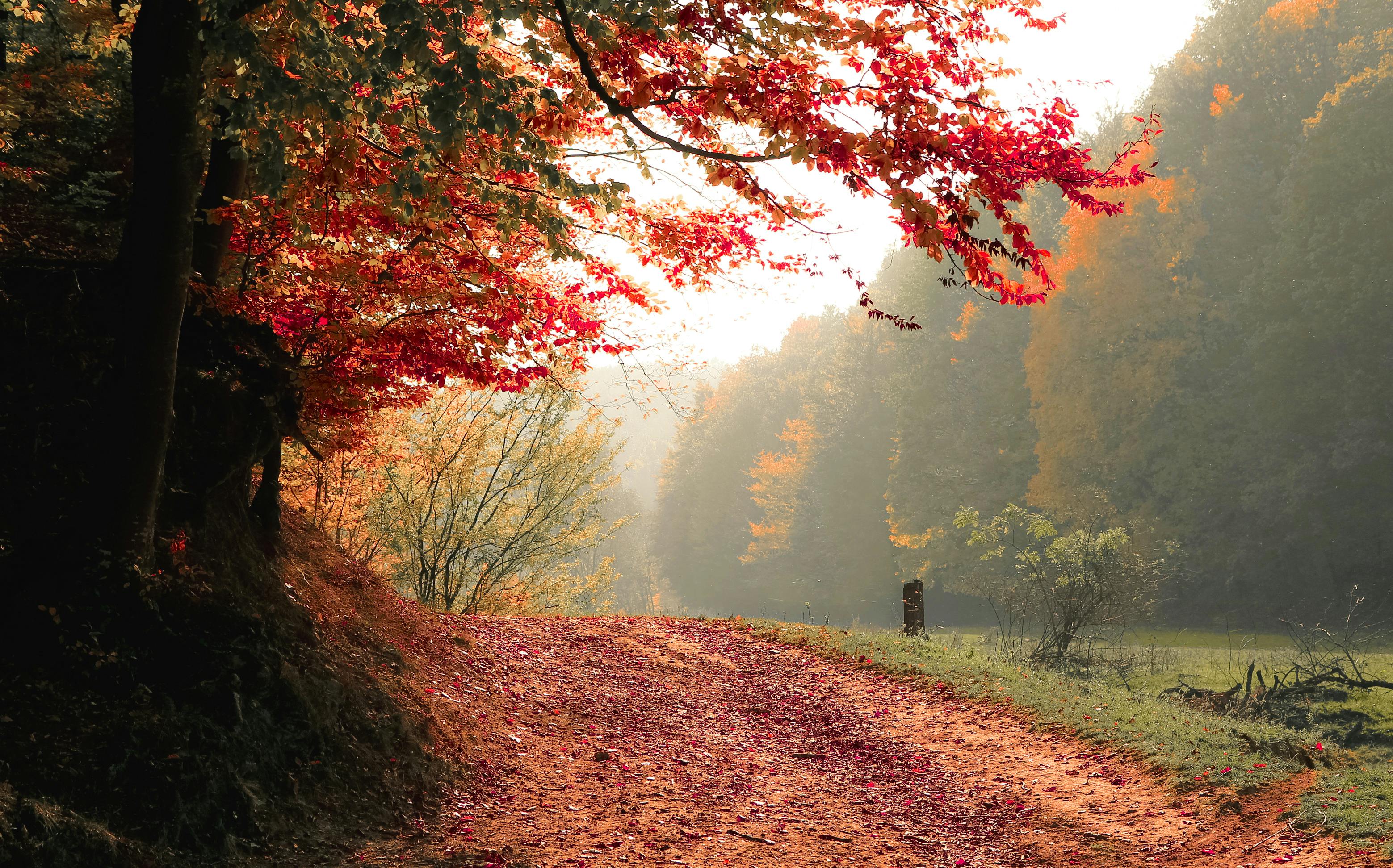 Desktop Wallpaper Autumn Leaves 65 images