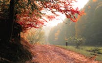 枫叶五颜六色的秋天，森林小路风景秀丽