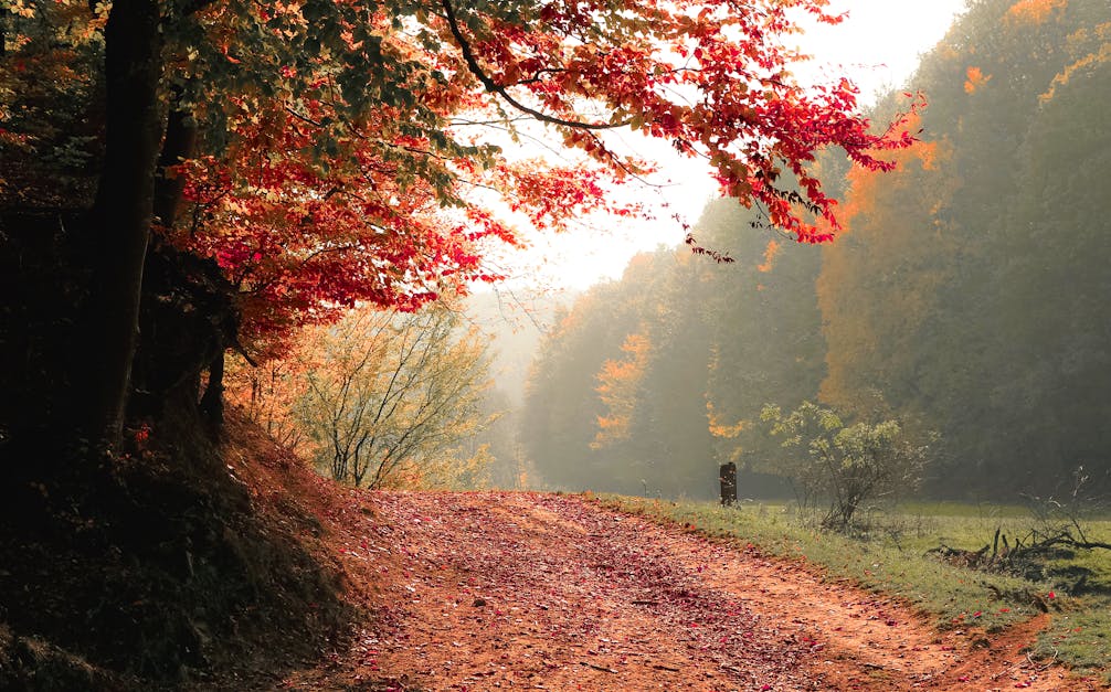 Free stock photo of autumn, daylight, fall - 1200 x 627 jpeg 161kB