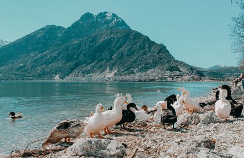 Free A serene scene of ducks by a mountain lake in Isparta, Türkiye, showcasing nature's beauty. Stock Photo