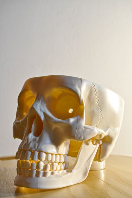 anatomy head skull diagram