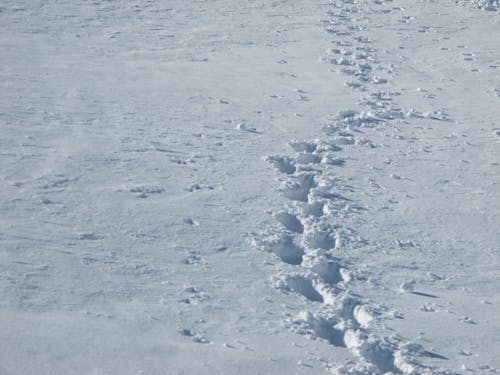 Free stock photo of snow, tracks, tracks in snow