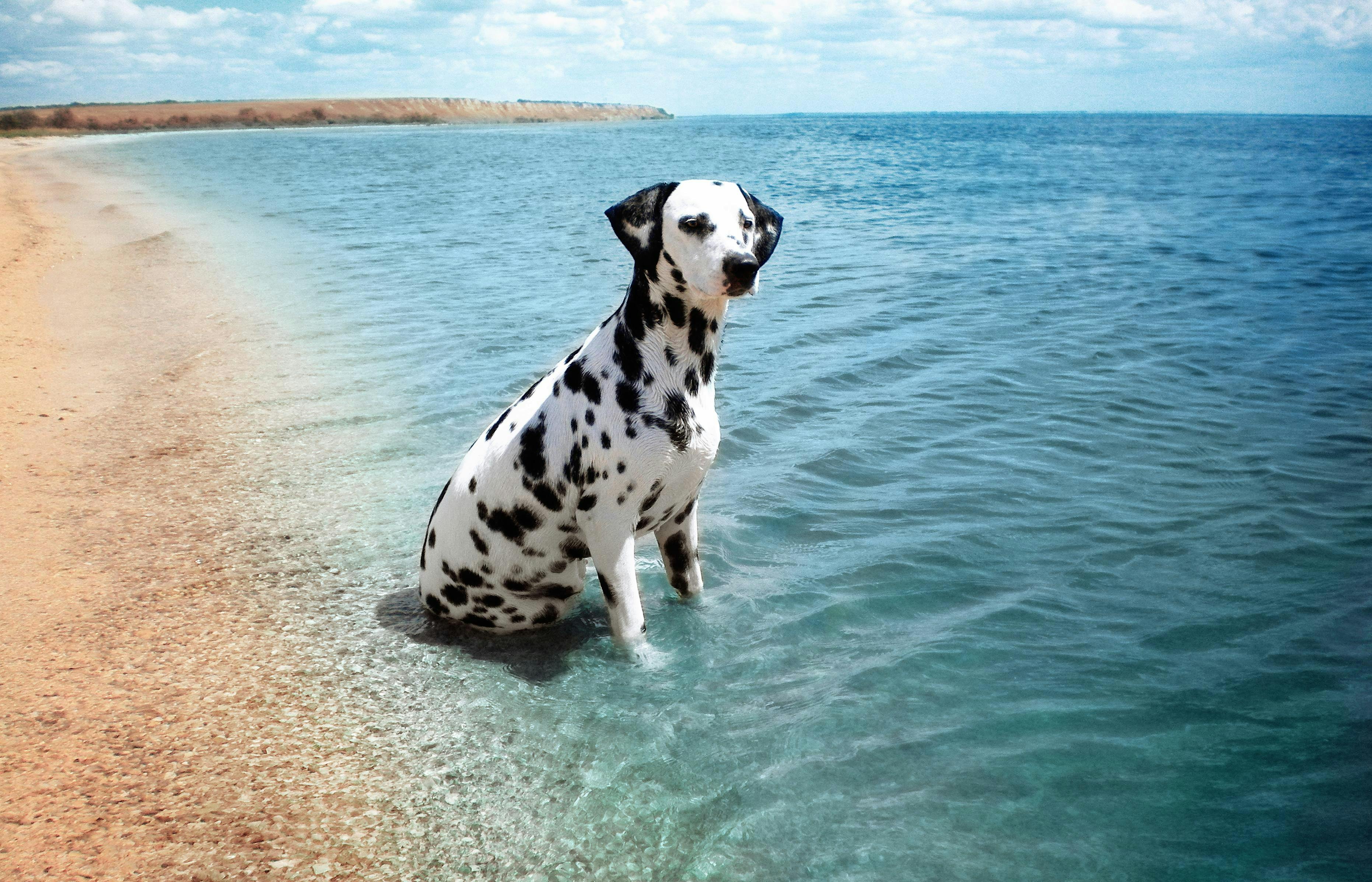 Foto Stok Gratis Tentang Anjing Anjing Dalmatian D D D D D