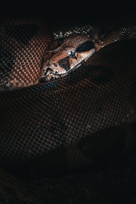 Brown big snake lying in dark place