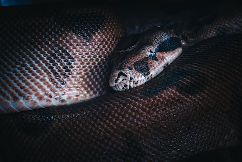 Free Big brown snake looking at camera in dark place Stock Photo