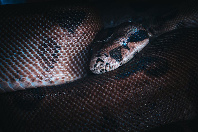 Big Brown Snake Looking At Camera In Dark Place