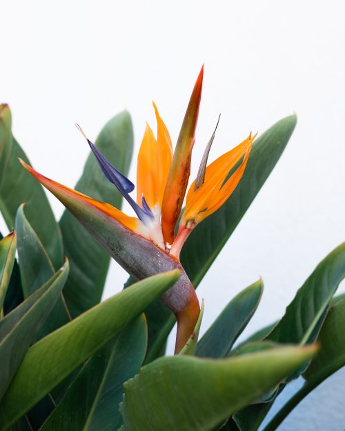 Free Close-up of a vibrant Bird of Paradise flower with lush green leaves on a white background. Stock Photo