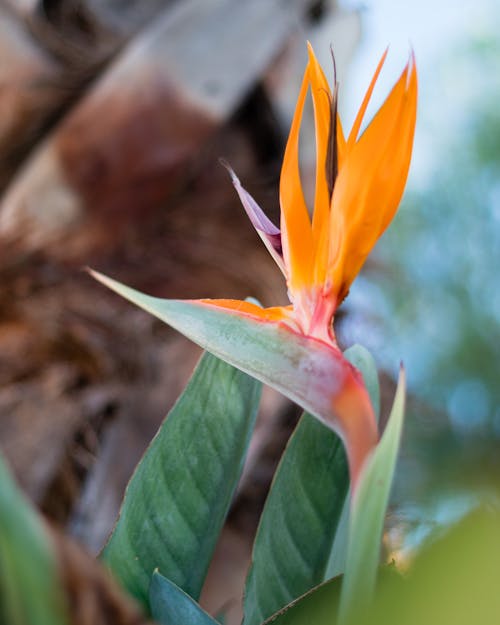 Close-Up Photo of a Crane Flower in Bloom