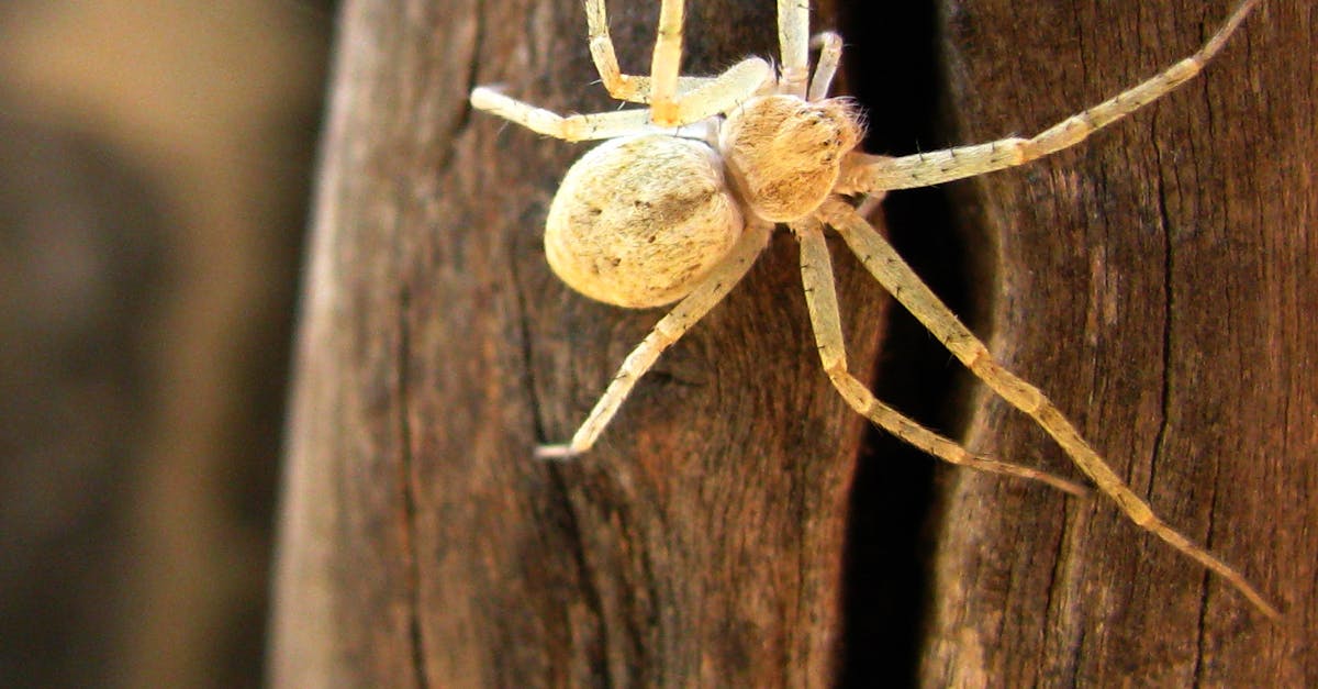 Free stock photo of spider, web, white