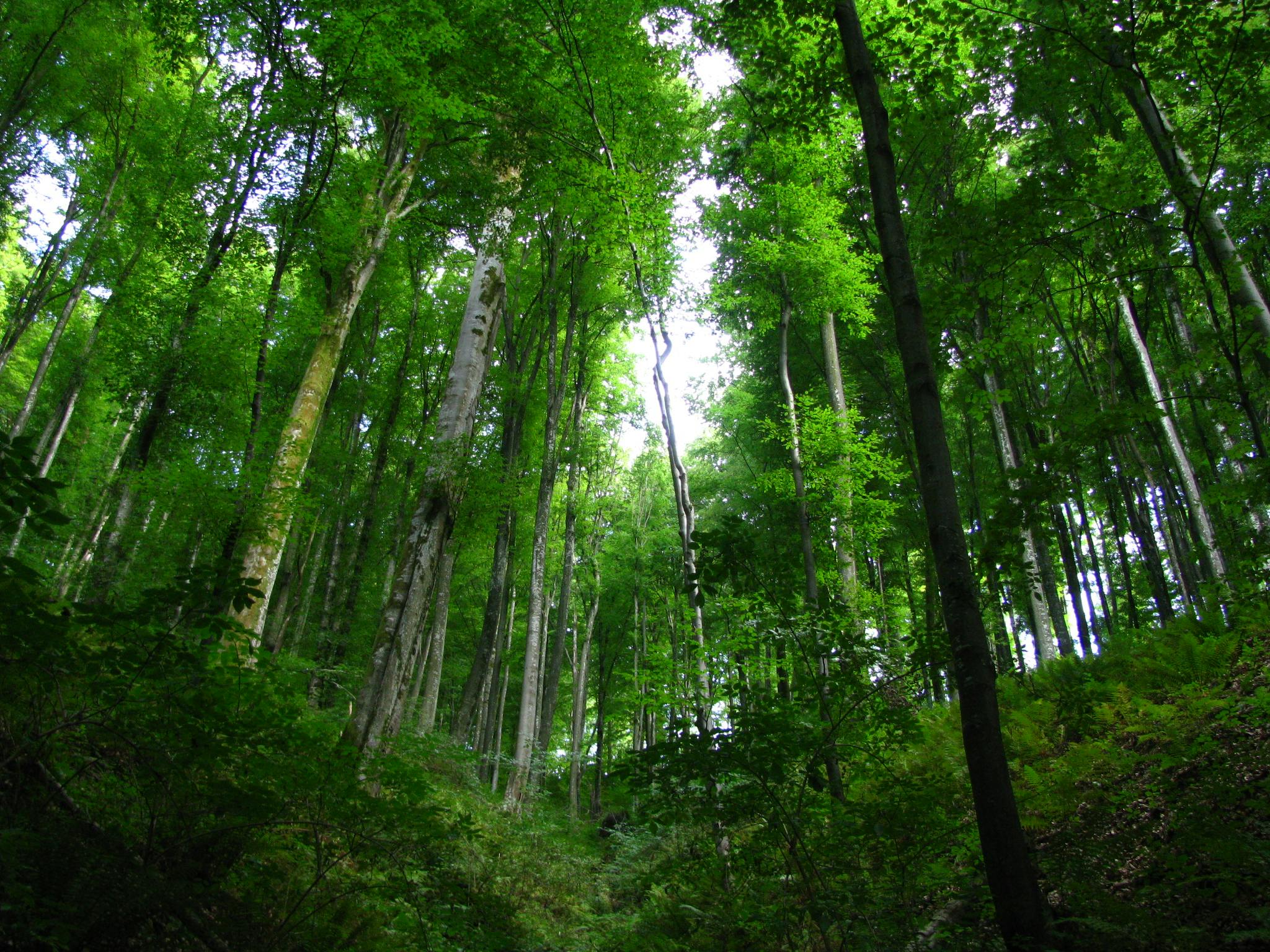 Foto stok gratis tentang alam, hijau, hutan