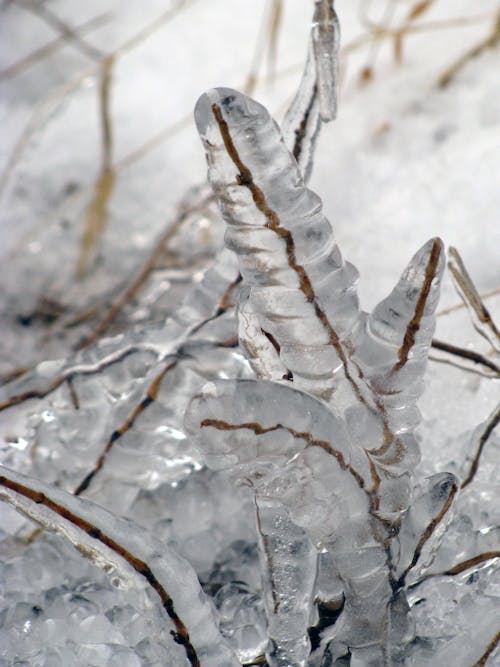 Free stock photo of frozen, ice, plant