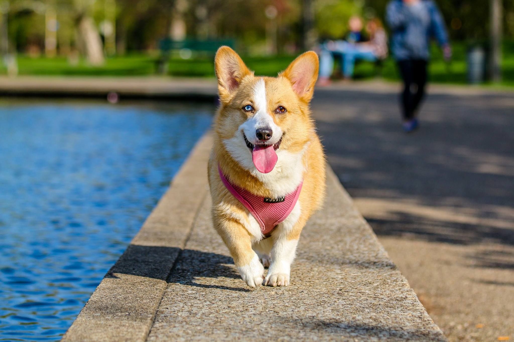 Corgi w różowych szelkach biegnie ścieżką wzdłuż parkowego stawu