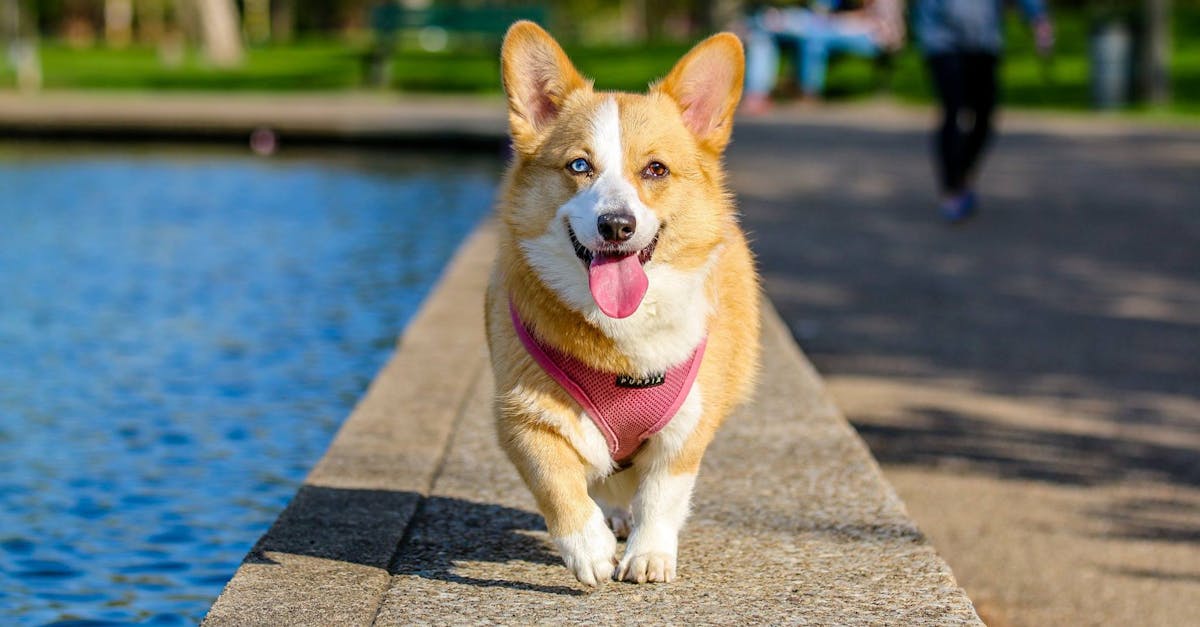 Can I spray my dog with water to stop barking?