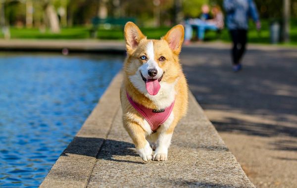 Harness vs collar: which is better for a dog that pulls?