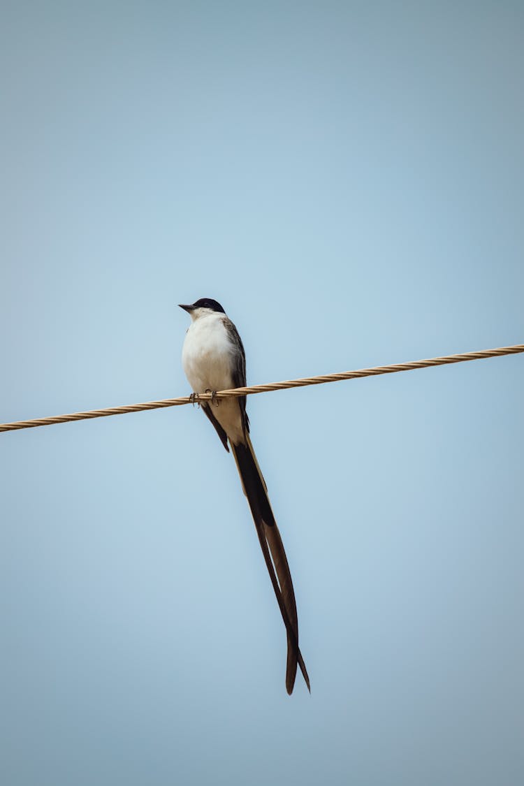 Bird Sitting On Wire On Height