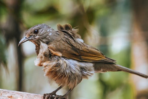 Bird sitting on branch in forest