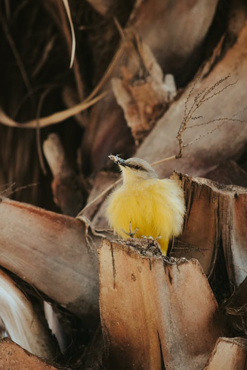 Cute yellow bird with beak and plumage sitting on wooden construction in countryside