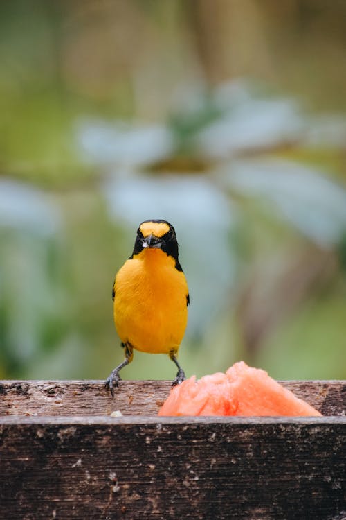 Adorable bird with bright plumage and black beak sitting on wooden feeder near food