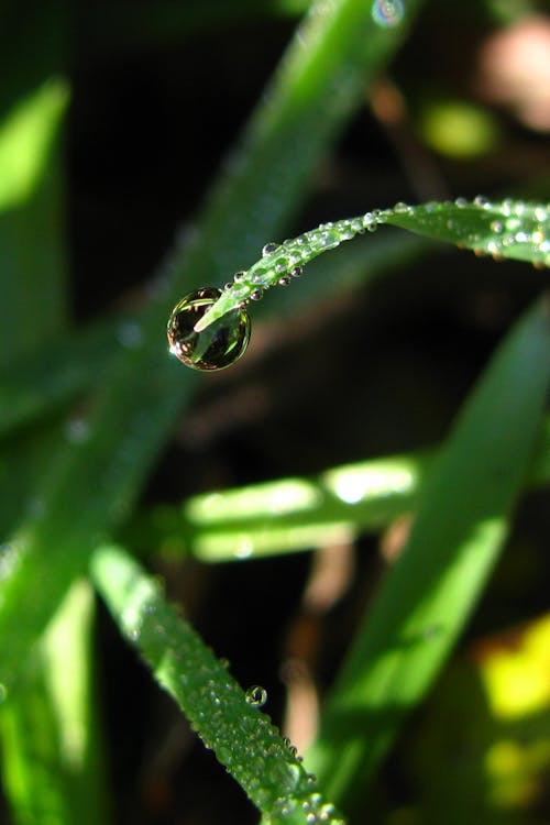 무료 잎의 끝에 물방울의 얕은 초점 사진 스톡 사진