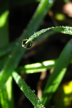 露珠特写于绿草叶片上，自然阳光凸显水珠
