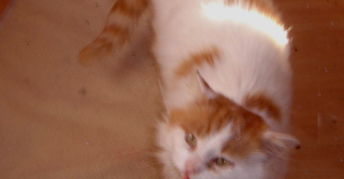 Free stock photo of cat, cat adoption, cat foster