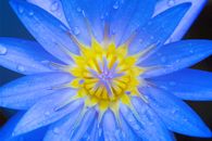 Closeup Photography of Blue Petaled Flower