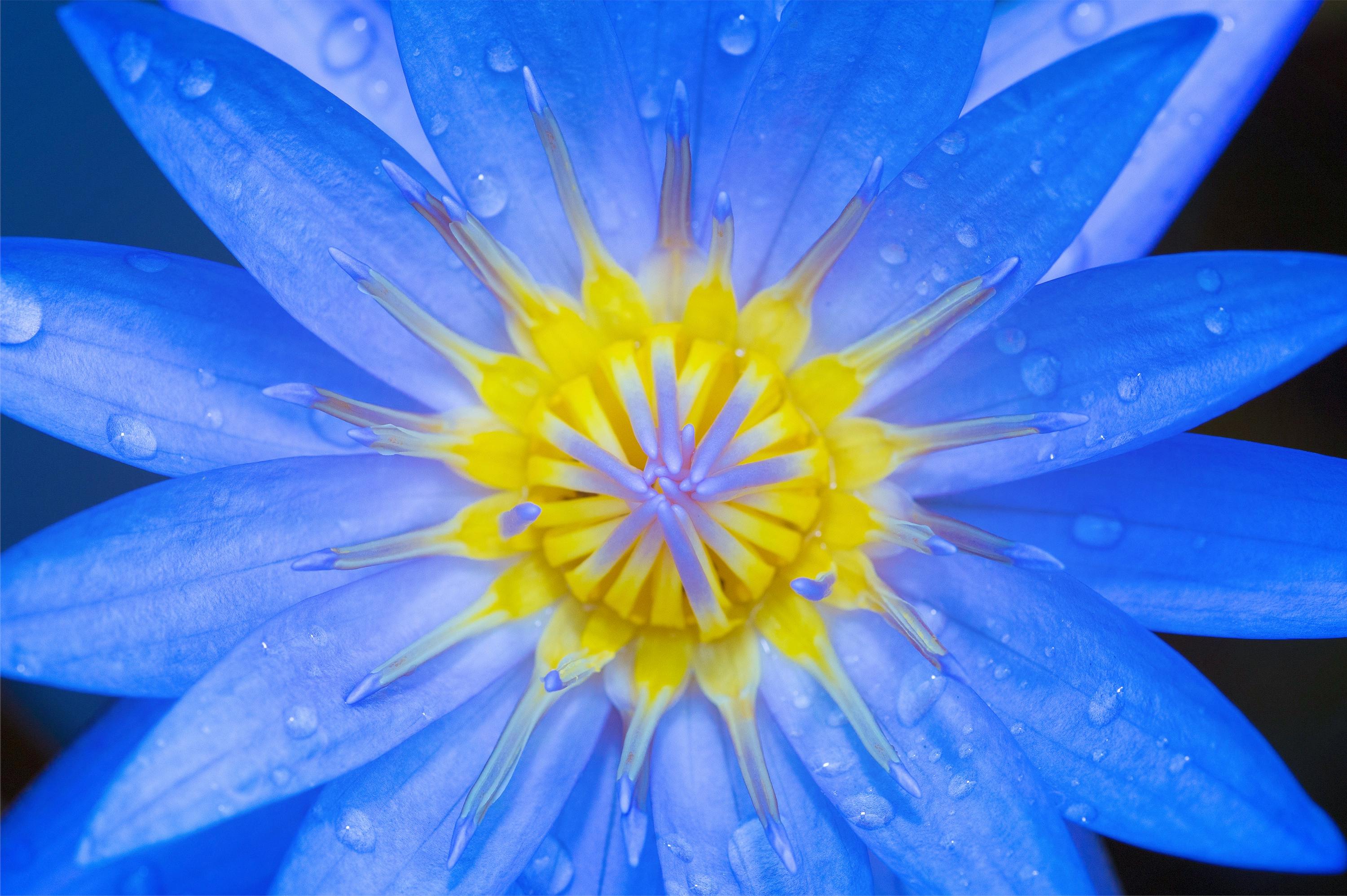 Closeup Photography of Blue Petaled Flower · Free Stock Photo