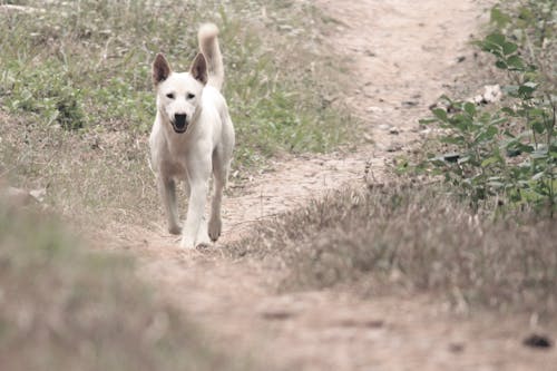 Free stock photo of dog, out of focus