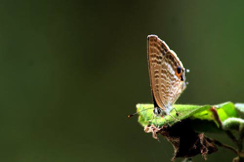 Free stock photo of butterfly, butterfly on a leaf, insects Stock Photo