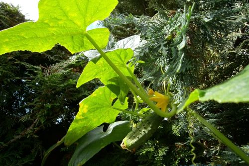 Free stock photo of garden Stock Photo
