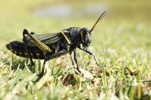 昆蟲, 無脊椎動物, 特写 的 免费素材图片
