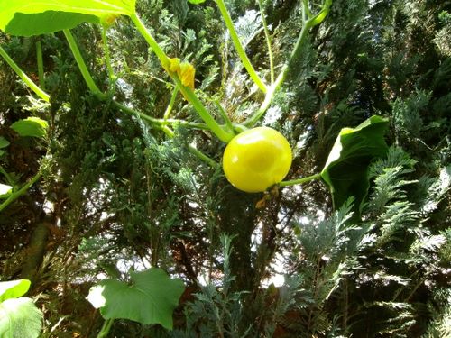 Free stock photo of garden Stock Photo
