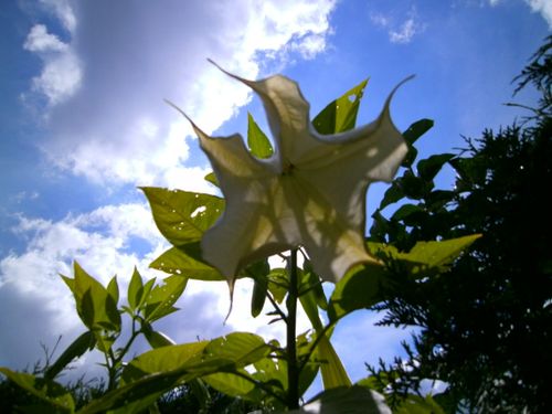 Free stock photo of garden Stock Photo