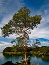 Green Tree Near Body of Water