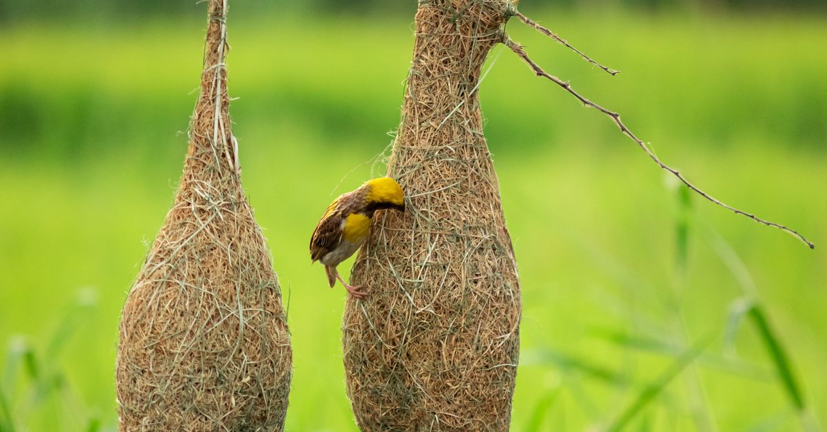 Foto de stock gratuita sobre al aire libre, anidando, animal ...