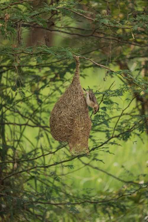 1,068 Baya Weaver Bird Nest Stock Photos - Free & Royalty-Free