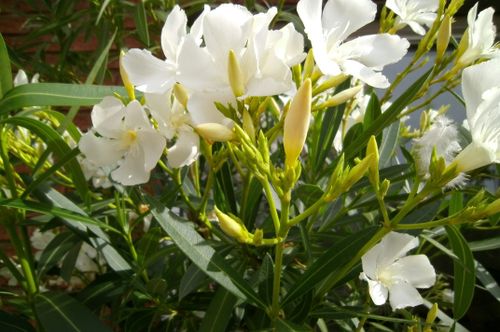 Free stock photo of flower garden Stock Photo
