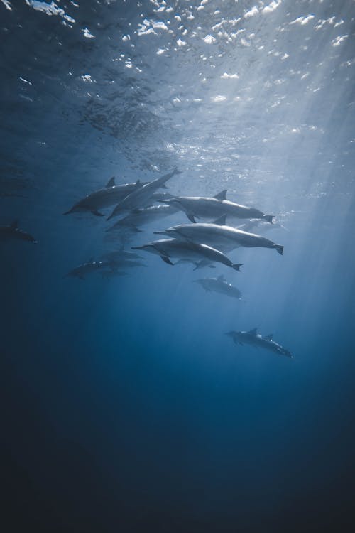 Flock of dolphins swimming in deep sea
