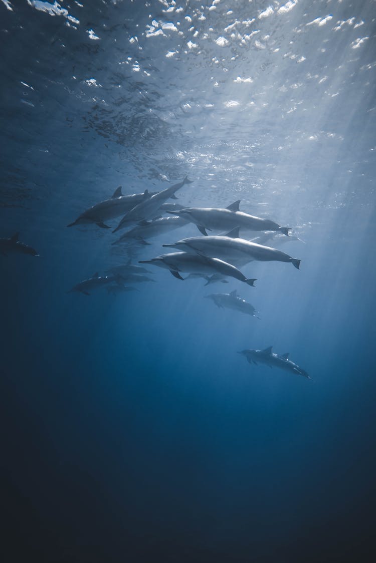 Flock Of Dolphins Swimming In Deep Sea