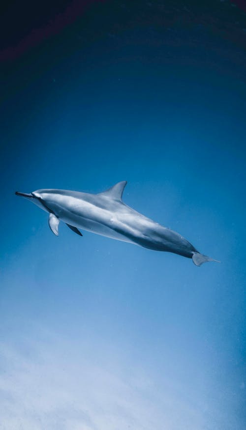 Calm dolphin swimming alone on background of clear blue water of ocean in bright sunlight