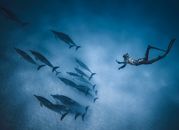 Faceless diver swimming deep underwater near flock of dolphins