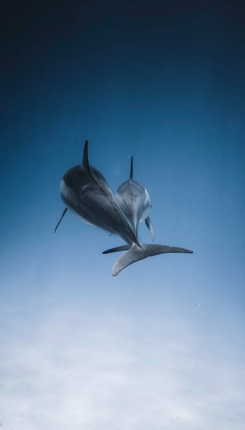 Dolphins swimming together in deep sea