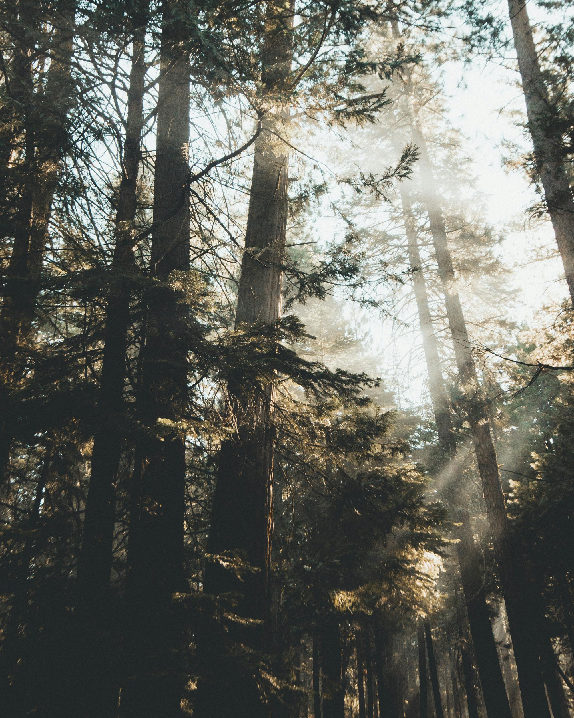 pine tree and sun light