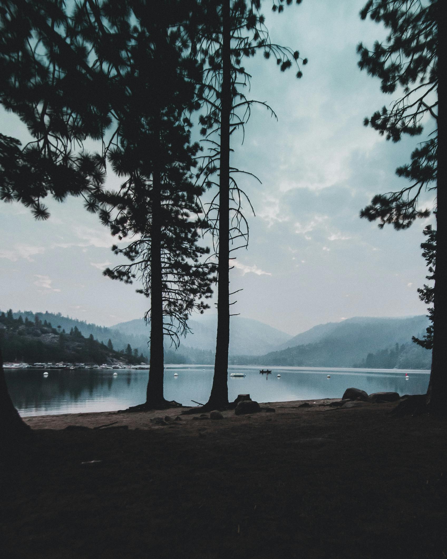 Black Tree · Free Stock Photo