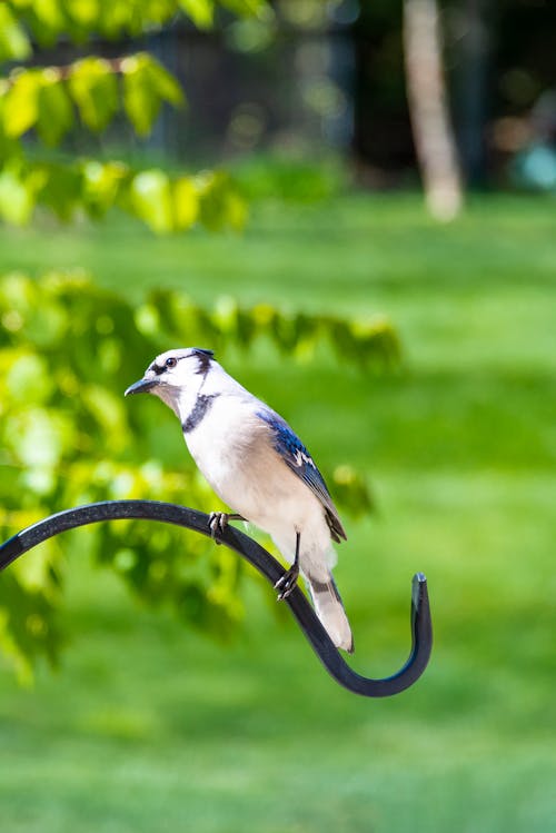 Free stock photo of audubon, birds, blue jay